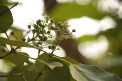 Premna tomentosa